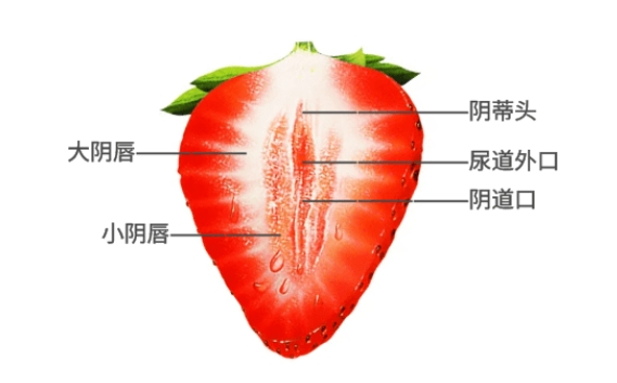 小陰唇位置